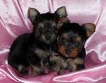 Chiots yorkshire terrier mâle et femelle pour adoption.