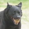 Croisé Berger Labrador femelle 