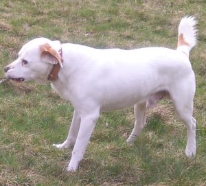 Croisé Labrador Dogue argentin